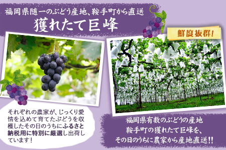 ＼農家直送！濃厚果汁／数量限定 巨峰 4kg (約8～10房) 予約受付《8月中旬-9月下旬頃出荷》福岡県随一の巨峰産地から農家直送でお届けします！