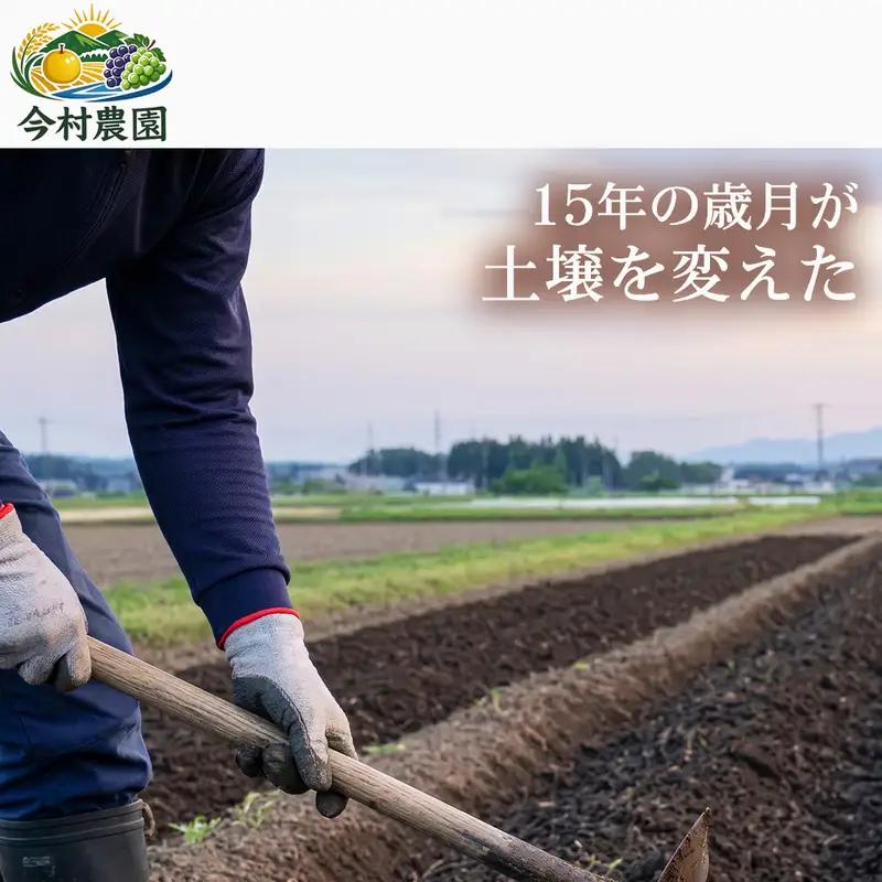 【定期便2ヶ月】【極良食味】熊本県産くまさんの輝き 5kg 1セット｜15年育成の甘み際立つブランド米 米 国産米 ブランド米 農園直送 家庭用 ギフト お取り寄せ 熊本県
