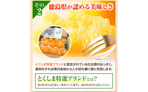 八朔 はっさく 10kg ＜ 先行予約 ＞ 《2026年2月上旬‐2026月3月上旬頃出荷》仕出原八朔生産組合 徳島県 美馬市 果物 くだもの フルーツ 特選 ゼリー ジュース ピール　 八朔 10k
