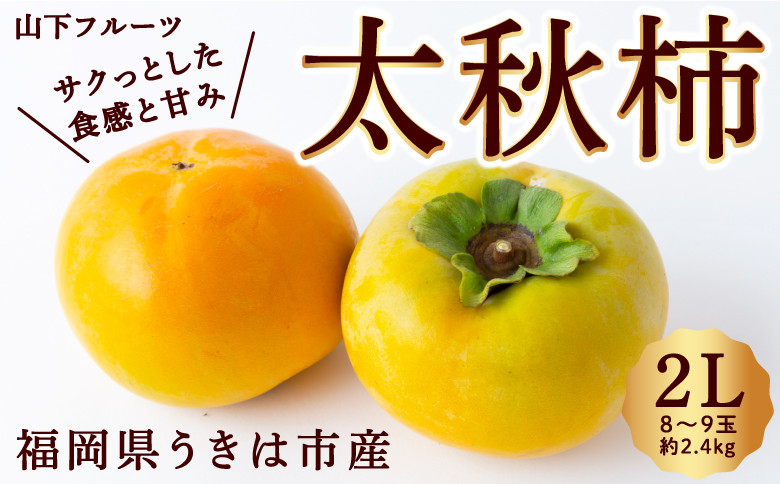
            【2025年 令和7年 先行予約】太秋柿 8玉から9玉 2L (約2.4kg) たいしゅう かき カキ 甘柿 果物 くだもの フルーツ 秋の味覚 【山下フルーツ】 【2025年10月上旬から10月中旬 出荷予定】
          