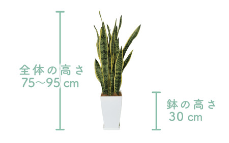 3月上旬～発送【観葉植物】サンスベリア・ローレンティー75cm～95cm(Green Base/022-1411)南国鹿児島県で育った 観葉植物！植物 鉢付 インテリア 室内 オフィス おしゃれ プレ