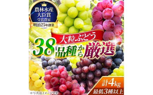 【38品種から厳選】大阪・柏原から届く「旬の宝石箱」大粒ぶどう詰め合わせ（シャインマスカット1房含む）約4kg（2026年先行予約 8月下旬～9月上旬発送分）