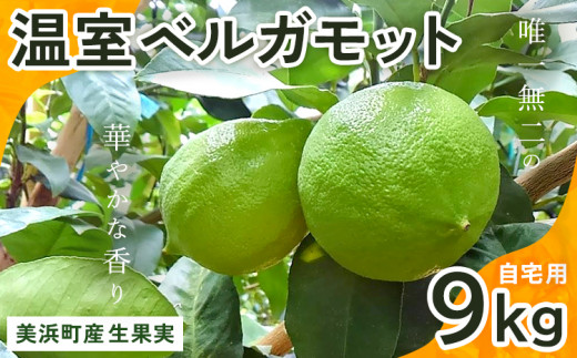 
                  美浜町産温室ベルガモット　生果実『自宅用9kg入り』　※2026年11月上旬頃～2027年2月下旬頃に順次発送
                