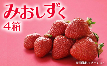 いちご みおしずく 4箱 計1.4kg | イチゴ 苺