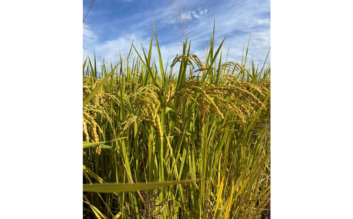 埼玉県行田産にこまる（玄米）30kg×1 ／ にこまる 玄米 30kg たっぷり 大容量 たくさん ボリューム 特別栽培米 大粒 米 甘み 粘り 冷めても美味しい お弁当 おにぎり 毎日食べる米 健康