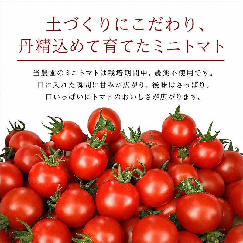 2026年 北海道仁木町産 ミニトマト エコスイート 1.2kg×10箱