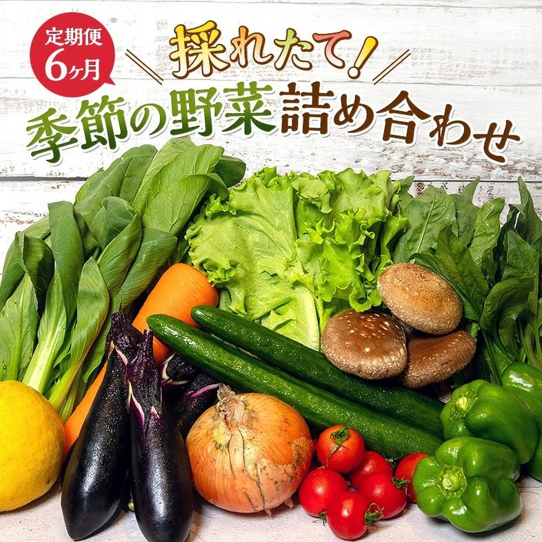 とれたて 野菜 パック 定期便 6回 季節の野菜 セット 詰め合