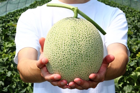 大玉「日原メロン（キング種）」（2.0kg相当×2玉）カラー化粧箱入り