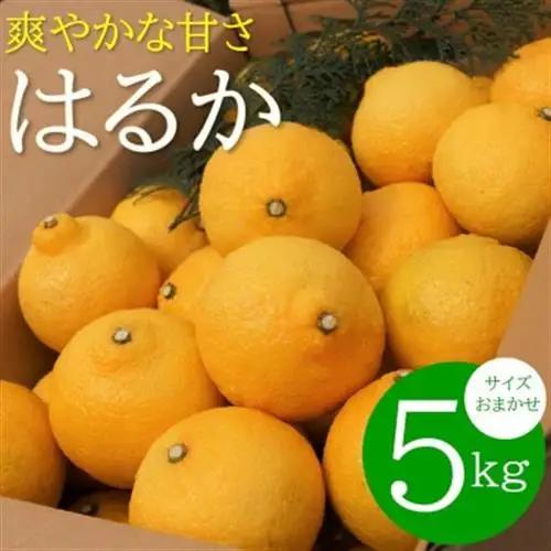 爽やかな甘さ どの坂果樹園の はるかみかん　約5kg (サイズおまかせ)【配送不可地域：離島】【1484262】