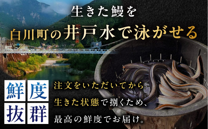 【備長炭】 国産 うなぎの蒲焼 1尾セット 鰻 ウナギ タレ付き 白川町 / 多幸八 [AWBL001] うなぎ 蒲焼 国産