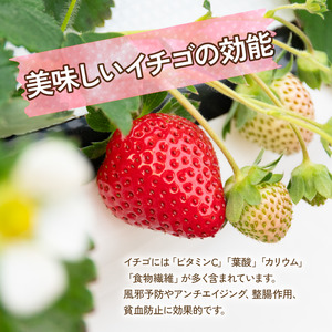 いちご 紅ほっぺ 270g × 4パック 紅ほっぺ