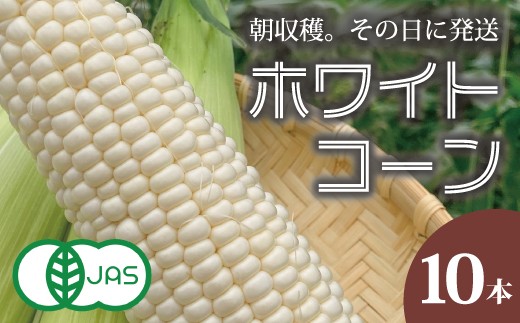 【2026年産予約受付】北海道産ホワイトコーン  10本　有機栽培　オーガニック