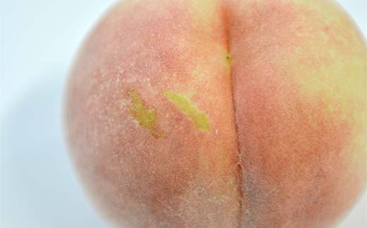 FYN9-917 ≪2025年先行予約≫ご家庭用 山形県産 おまかせ 白桃 約5kg(12～20玉) 2025年8月上旬から順次発送 夏果実 果実 果物 くだもの フルーツ 桃 もも ピーチ 家庭用 