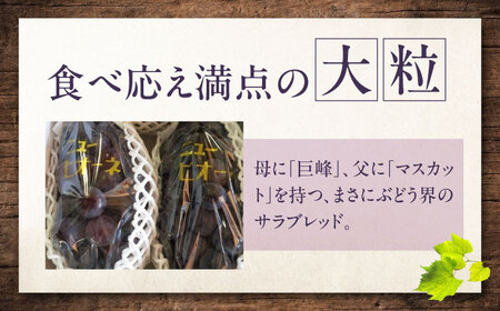 【先行予約】ニューピオーネ 約2kg1箱（4房～6房）＜2026年8月中旬から発送＞/ ニューピオーネ ぶどう ブドウ 葡萄 愛媛県 愛媛 内子町 フルーツ 果物 送料無料 美味しい おすすめ 人気 