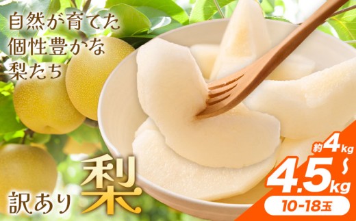 【先行予約】梨 訳あり梨 約4kg-4.5kg(10-18玉) 《2026年8月下旬-10月下旬頃出荷》 株式会社Foody’s なし 和梨 フルーツ 果物 ご家庭用 不揃い キズあり 菊池市産 熊本県産 九州産