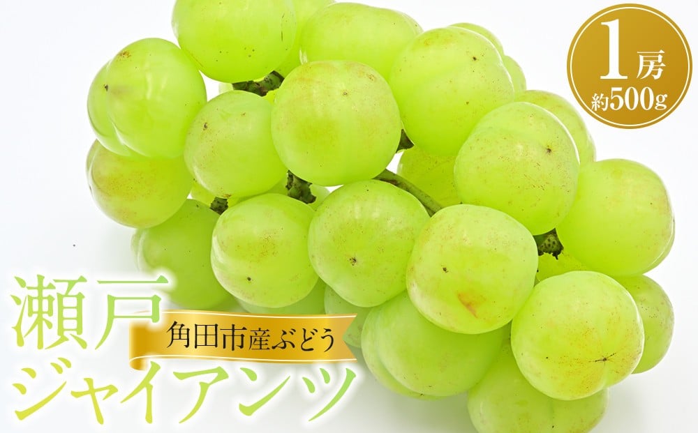 
            【先行予約】角田市産ぶどう【瀬戸ジャイアンツ】1房（約500g）【9月下旬以降より順次発送】
          