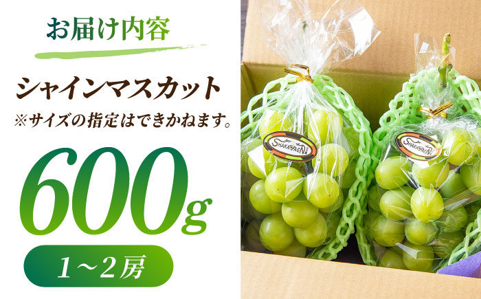 【先行予約】【数量限定】【訳あり】シャインマスカット 約600g(1～2房)【合同会社 社方園】 [ZBZ035]