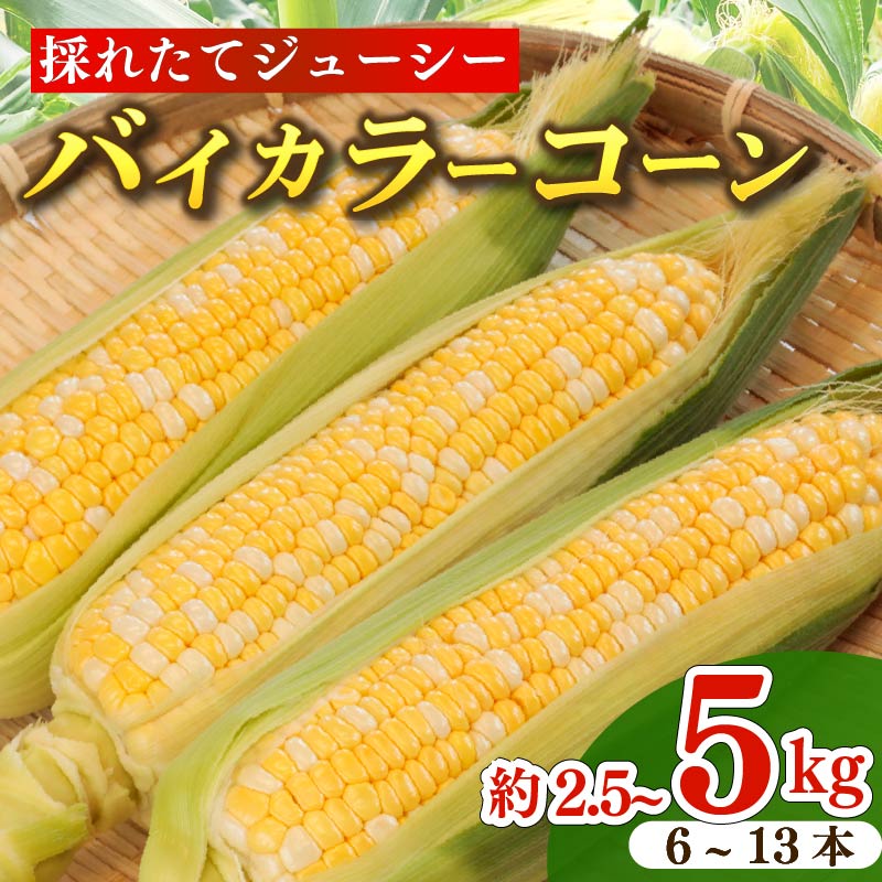 【ふるさと納税】 とうもろこし バイカラーコーン 6~13本 約2.5kg～5キロ 糖度 17~20度 コーン 甘い 野菜 美味しい バーベキュー 産地直送 新鮮 生鮮 食品 山本耕業 静岡県 牧之原市