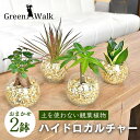 【ふるさと納税】ハイドロカルチャー シンプルボール 観葉植物 2鉢セット 簡単 お手入れ 植物 屋内 鉢 雑貨 愛知県 豊橋市 送料無料