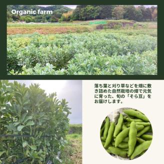 【2024年産 予約】甘～い そら豆 4kg【期間限定】京都府・亀岡産 自然栽培のかたもとオーガニックファームよりお届け※2024年4月末頃～6月初旬に順次発送予定※離島への配送不可