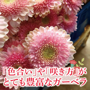 【6ヶ月定期便】旬の水戸市常澄のガーベラ カラフルミックス20本（DR-132）