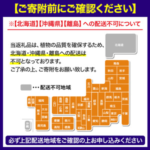 No.1253 ＜数量限定＞オリーブの苗(1本)鹿児島県産 苗 観葉植物 オリーブ 国産 シンボルツリー 庭木 内祝い ギフト 贈答 プレゼント 観賞 苗木【鹿児島オリーブ】