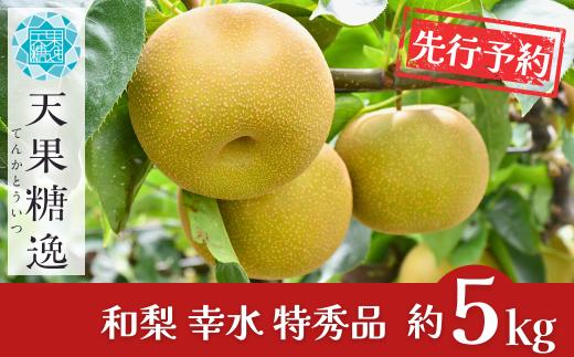 先行予約 和梨 幸水 特秀品 約5kg 糖度13度以上を厳選 幸水 2026年産 令和8年度産 幸水 新潟県産 幸水 天果糖逸 幸水梨 こうすい  [JAえちご中越]【013S061】