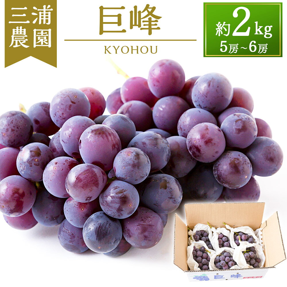 【ふるさと納税】【先行予約】三浦農園 巨峰 5房から6房 (約2kg) 2026年8月下旬から9月上旬 出荷予定 葡萄 ぶどう ブドウ フルーツ 果実 果物 冷蔵 送料無料 福岡県 うきは市