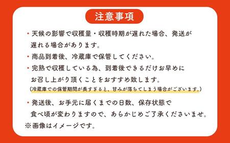 【2024年発送・先行予約】完熟アップルマンゴー800g