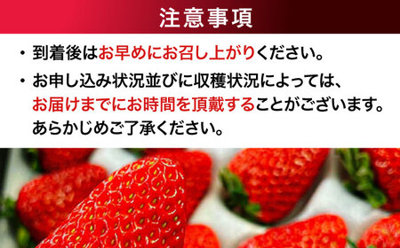 【先行予約】【2025年1月上旬〜から順次発送】自分へのご褒美に！大洲の厳選高級いちご「食べる宝石 紅ほっぺ　24粒×2箱」愛媛県大洲市/有限会社西山青果　フルーツ 果物 苺 いちご イチゴ　大容量[