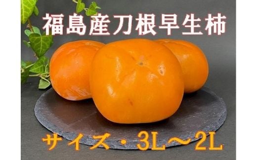 
            No.2582刀根早生柿（種ナシ）約7kg【2025年発送】
          
