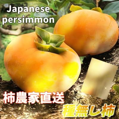 ふるさと納税 紀の川市 和歌山 柿農家直送 タカスオ農園 種無し柿 贈答用 2L主 大玉 7個入り 平均糖度16