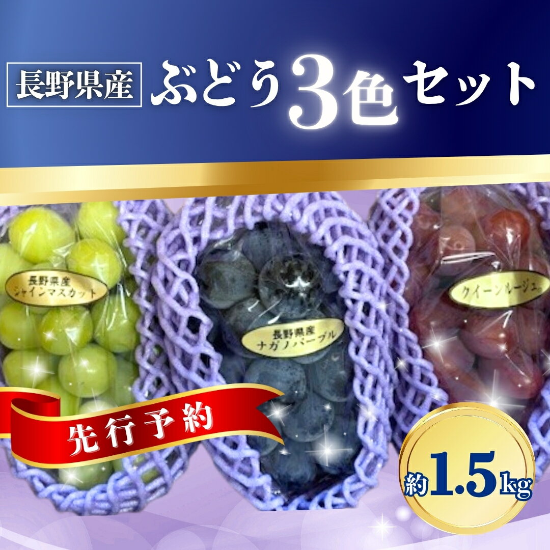 【ふるさと納税】【2025年先行予約】ぶどう 3色セット(シャインマスカット/ナガノパープル/クイーンルージュ®) 約1.5kg|葡萄 グレープ 果物 フルーツ1.5kg 信州ぶどう 信州葡萄 産地直送 種無し 皮ごと 長野パープル 信州 長野 千曲市 送料無料