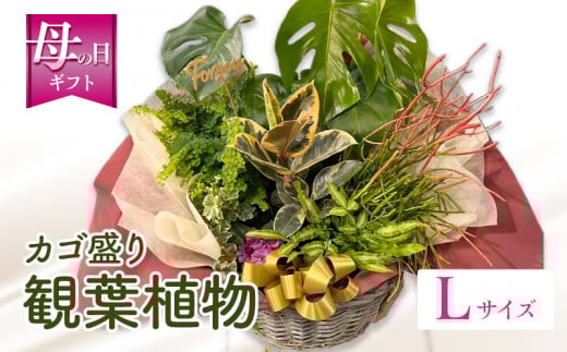 【数量・期間限定】【母の日】観葉植物 カゴ盛り Lサイズ_M238-007_03-MD