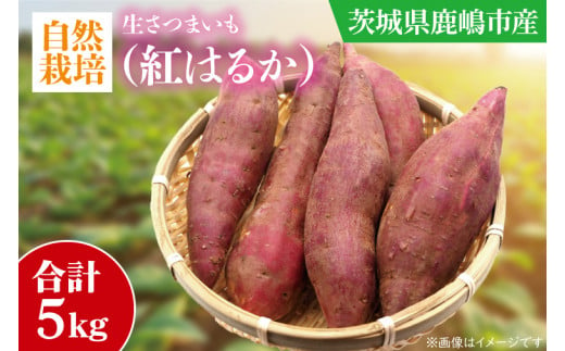 【10月中旬～11月末までの発送品！】【自然栽培】紅はるか 生さつまいも(5kg)  【サツマイモ 芋 いも べにはるか 自然栽培 新鮮 オーガニック 焼き芋 煮物 天ぷら スイートポテト 鹿嶋市 茨城県】（KAG-34）