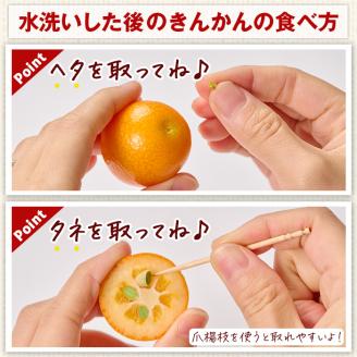 ＜先行予約受付中！2026年2月～3月中旬頃に発送＞完熟きんかん「たまたま」(約2kg・1kg×2箱)果物 フルーツ 金柑 柑橘 期間限定【NK010】【宮崎県農業協同組合　高千穂地区本部】