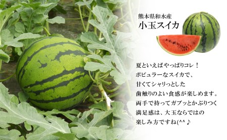【先行予約】小玉スイカ（赤色）2玉 熊本県和水町産 【2026年（令和8年）4月中旬頃から順次出荷予定】 | 熊本県 熊本 くまもと 和水町 なごみまち なごみ すいか スイカ 西瓜 小玉 2玉 期間