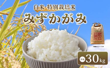 みずかがみ 30kg 令和7年産 新米 白米 みずかがみ 滋賀県