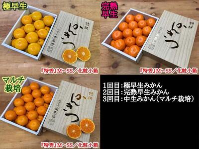 定期便 有田みかん 食べくらべ 3種 化粧小箱 各約 2kg 南泰園 全3回 2024年 10月 発送開始