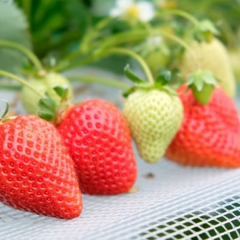 いちご 1月配送 しあわせもん あまおう 化粧箱 1箱 いちご職人 白木のいちご イチゴ 苺 果物 デザート ※配送不可：沖縄・離島・北海道・東北