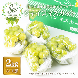 シャインマスカット(約2kg)フルーツ 果物 葡萄 ぶどう 安心院 人気 ランキング＜先行予約受付中！2026年8月下旬より順次発送予定＞＜北海道 沖縄 離島配送不可＞【106300501】【大分県農