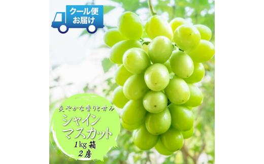 【2026年発送先行予約】安心のクール便発送　収穫当日に産地直送　シャインマスカット　1kg（2房）　ALPDB001