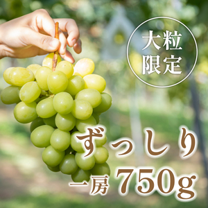 【早期予約限定】シャインマスカット 丹波篠山産 大粒だけ 〈1房・750g以上〉 シャインマスカット[PAK01]