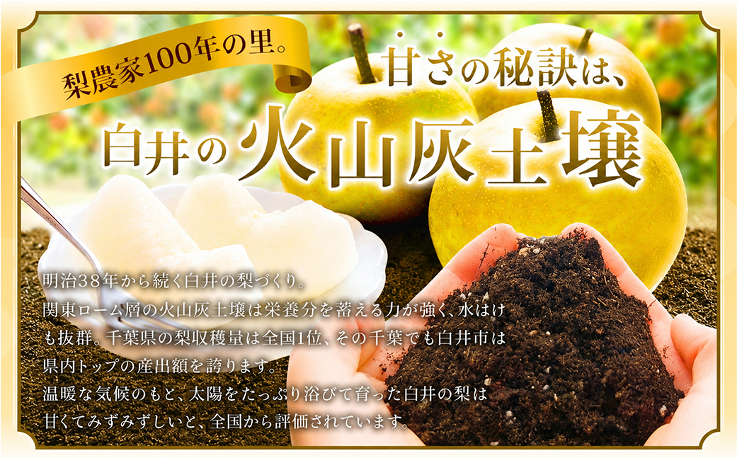 【2027年発送先行予約】 幸水3kg 贈答用