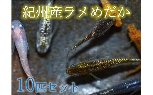 
                  紀州産ラメめだか 色々お楽しみ10匹（+補償分2匹）セット
                