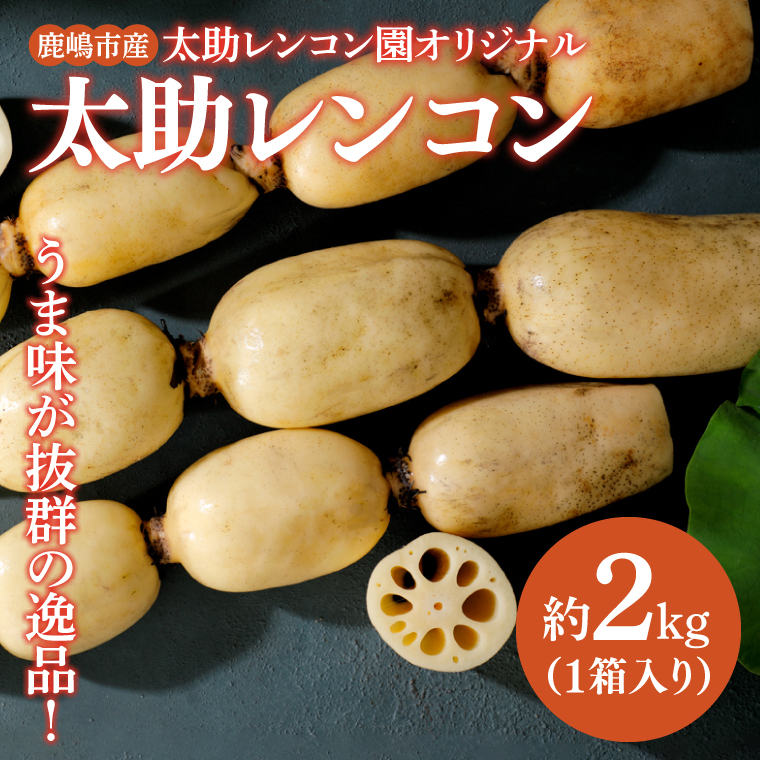 【先行予約】【奇跡のレンコン】茨城県鹿嶋市産 太助レンコン 約2kg 【れんこん 根菜 蓮根 れん根 2キロ 10000円以内 1万円以内】（KBU-1）