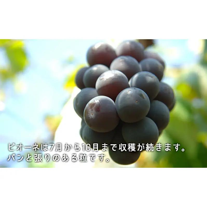 桃 ぶどう 2026年 白桃 晩生種 3玉 シャイン マスカット 1房 ニュー ピオーネ 1房 合計約1.8kg  岡山県産 シャインマスカット ピオーネ