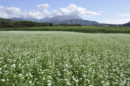 MS-41　こだわりの大山そば（生麺）（8食入り）