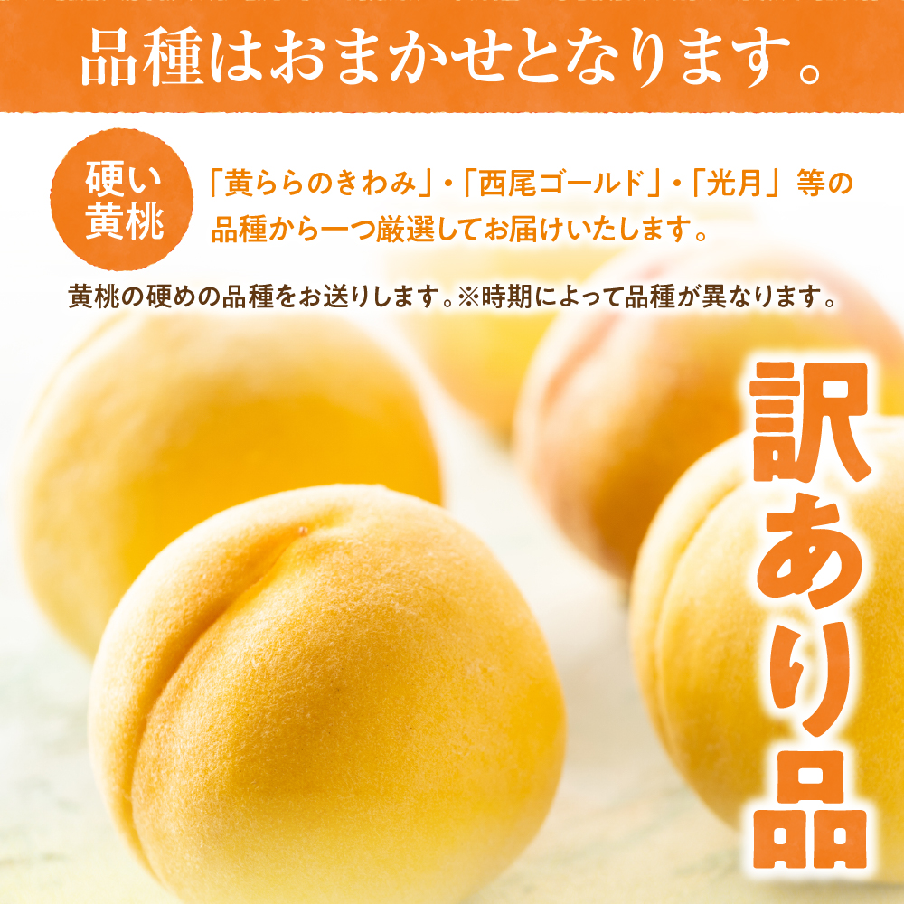 【2025年産　先行予約】黄桃 品種おまかせ 訳あり2kg(硬め) 山形県 東根市　hi004-hi062-028-2_イメージ2