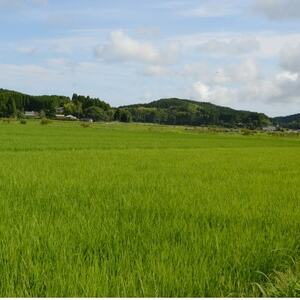 【令和6年産米】　ふっくら大粒　千葉県いすみ市産粒すけ　精米5kg【1546628】